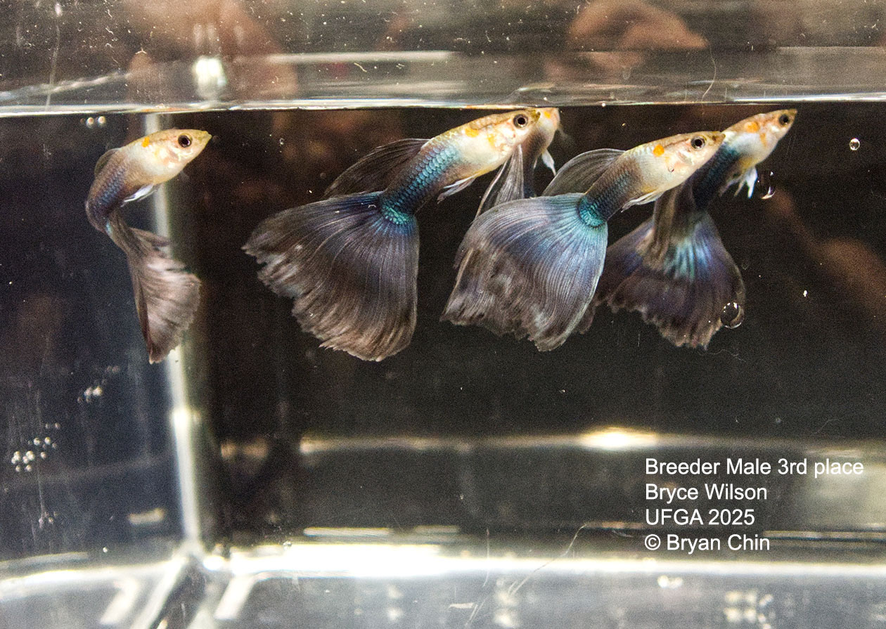 Guppy Breeder Class